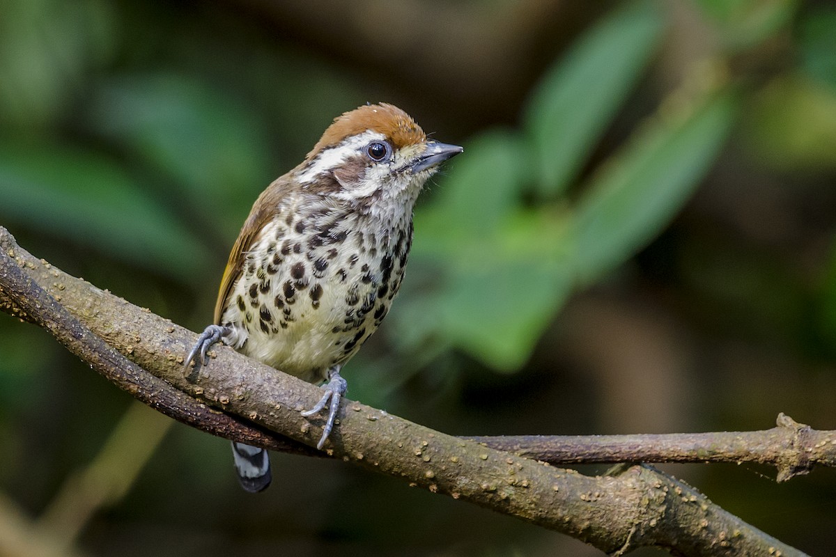 Speckled Piculet - ML152961951