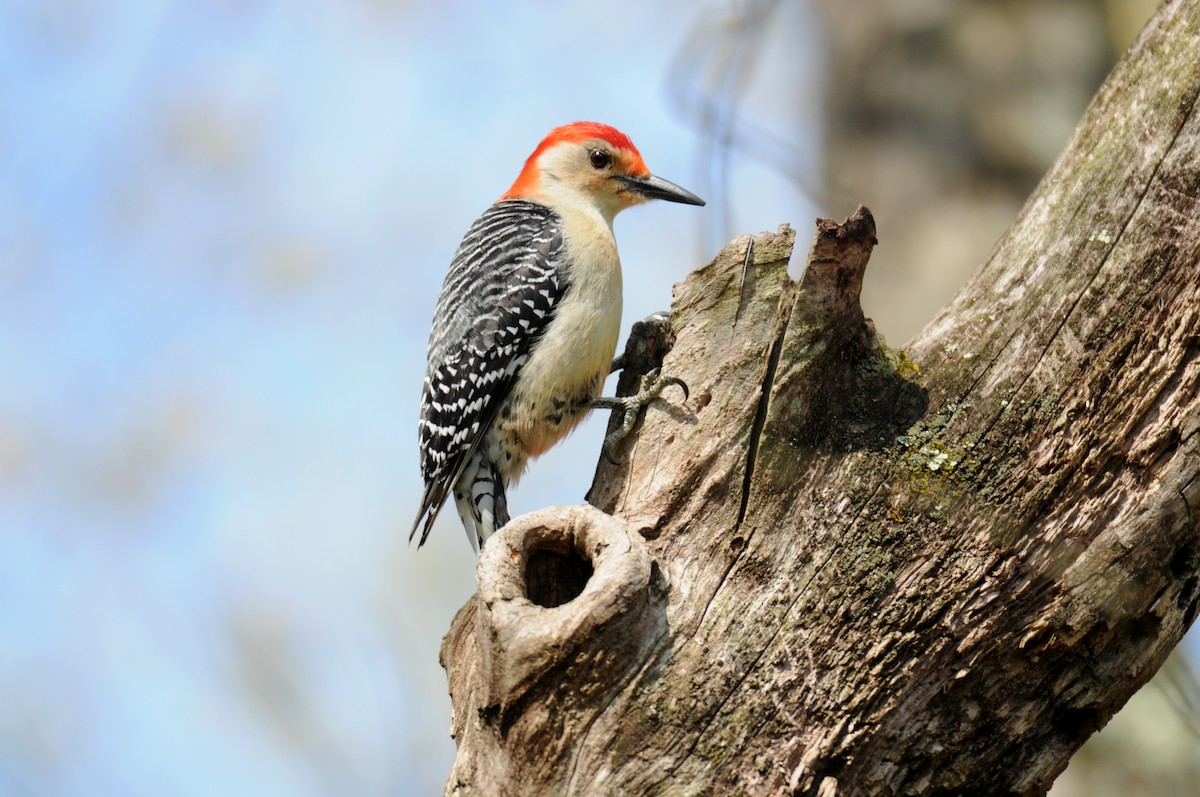 Red-bellied Woodpecker - Lori  McCollister