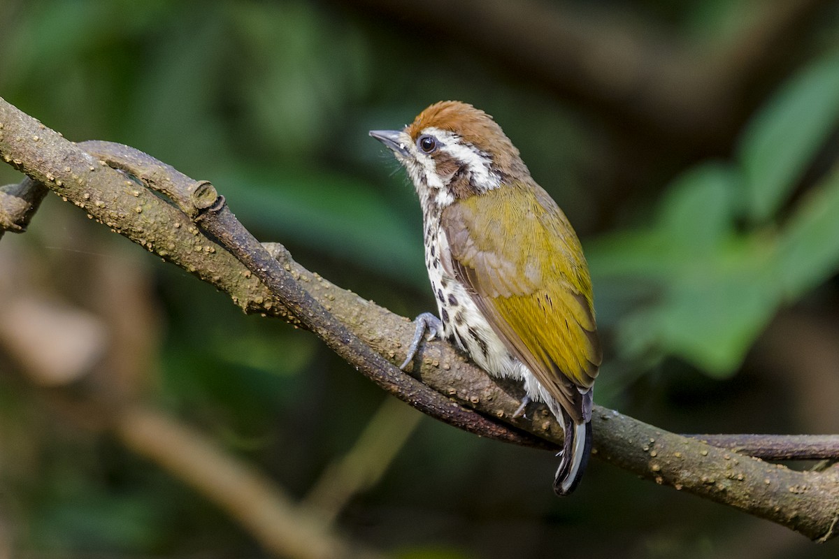 Speckled Piculet - ML152962121