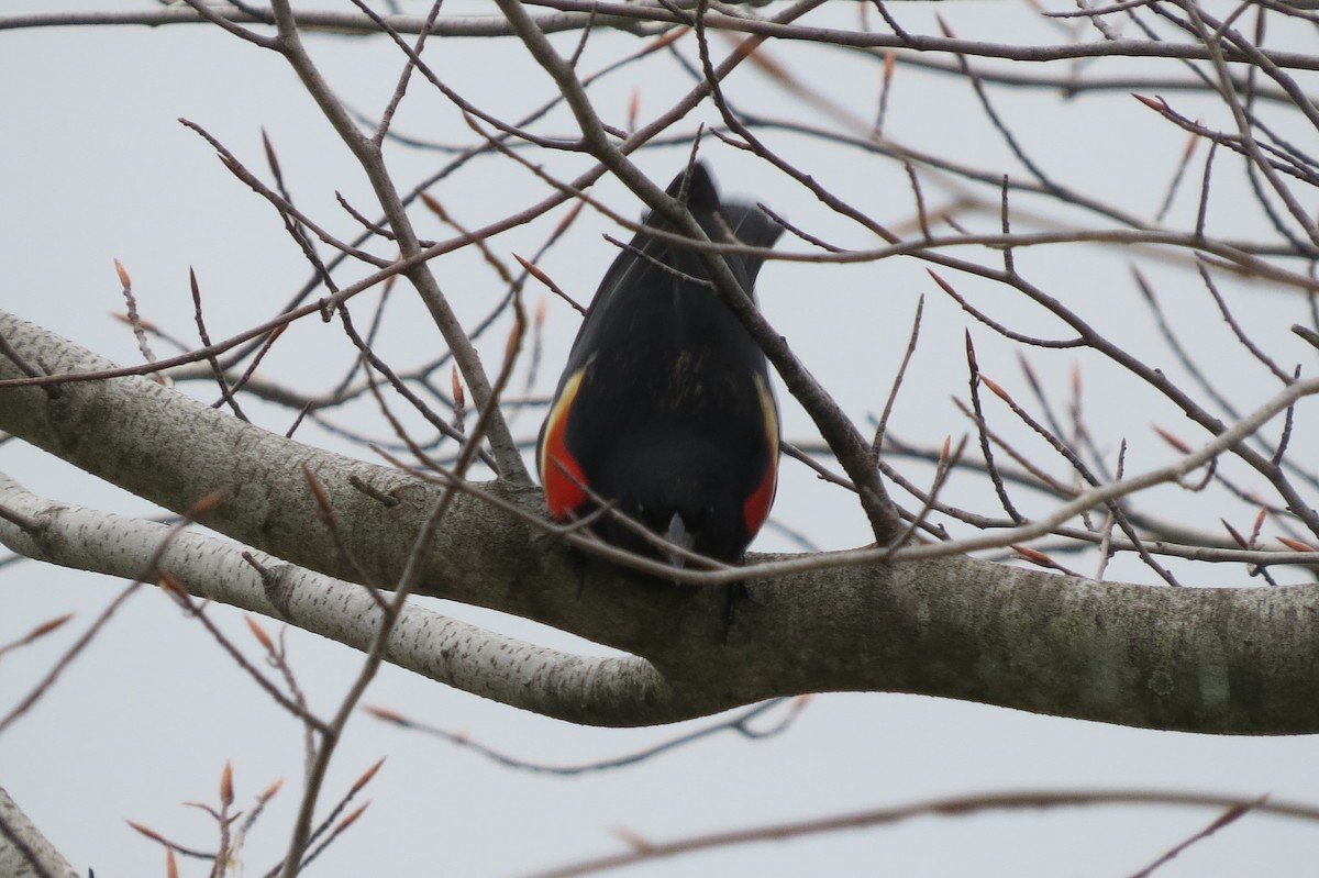Red-winged Blackbird - Jarvis Shirky