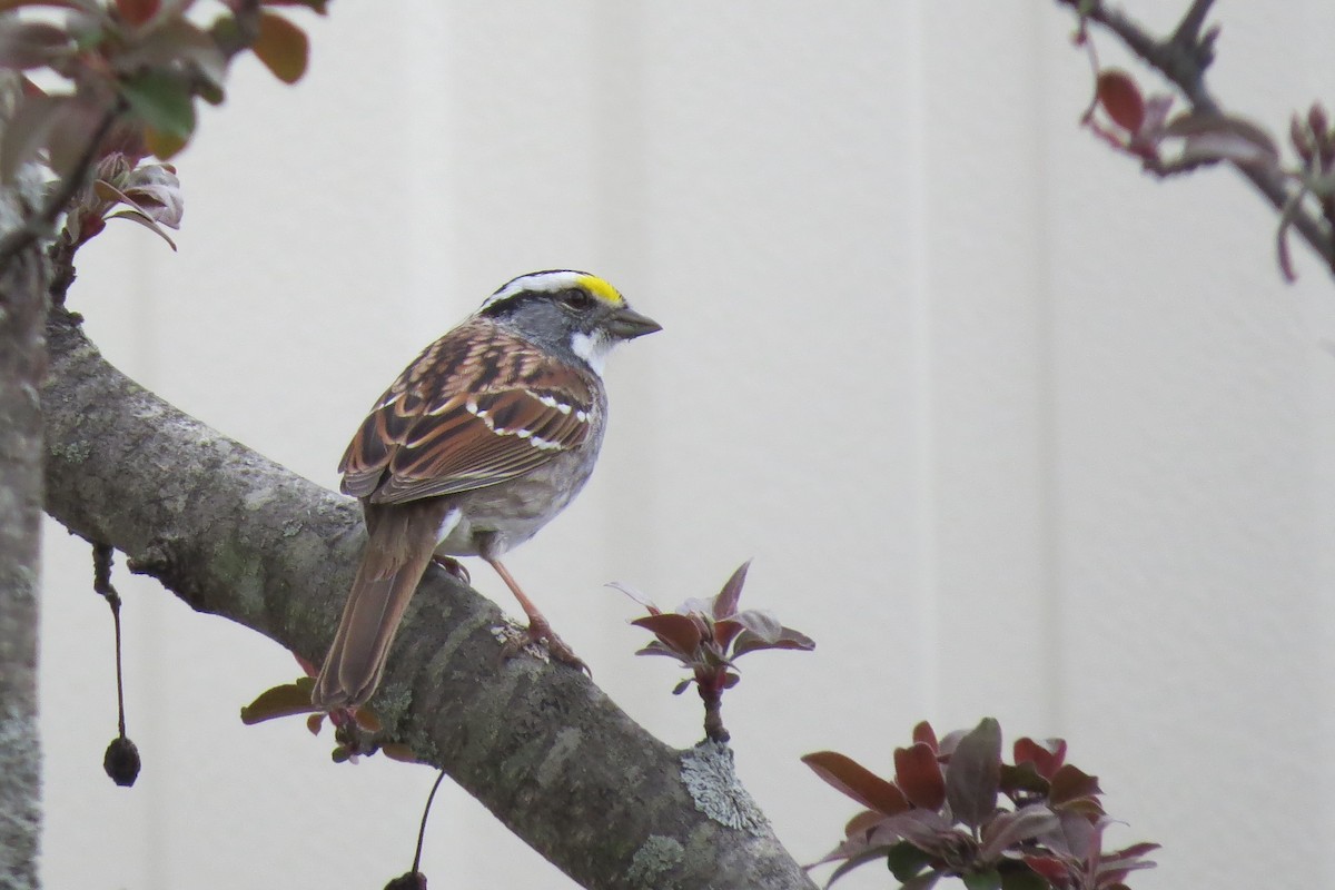 White-throated Sparrow - Jarvis Shirky