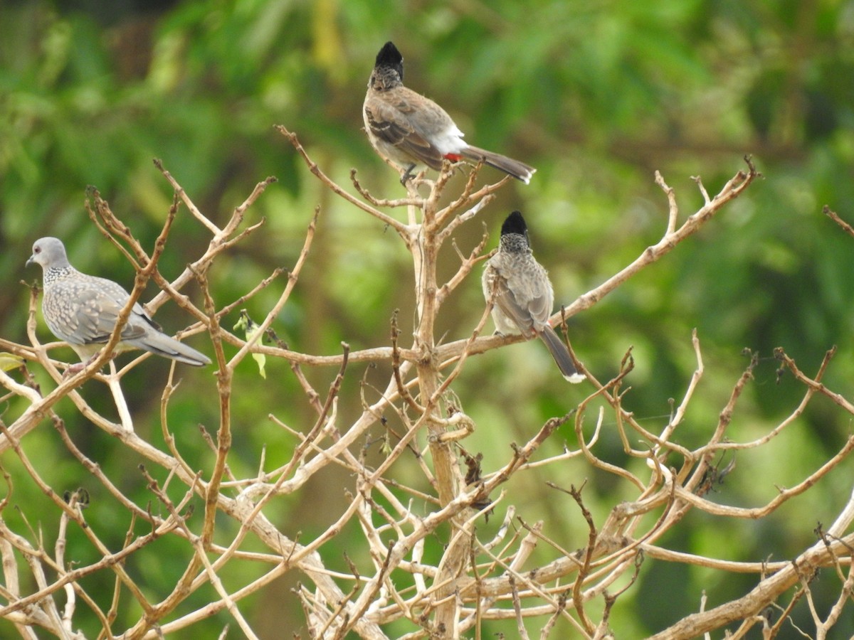 Red-vented Bulbul - ML152962591