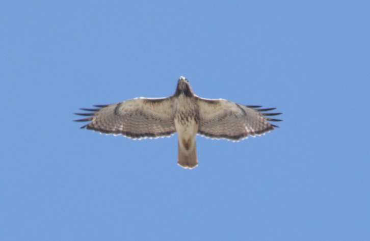 Red-tailed Hawk - ML152962681