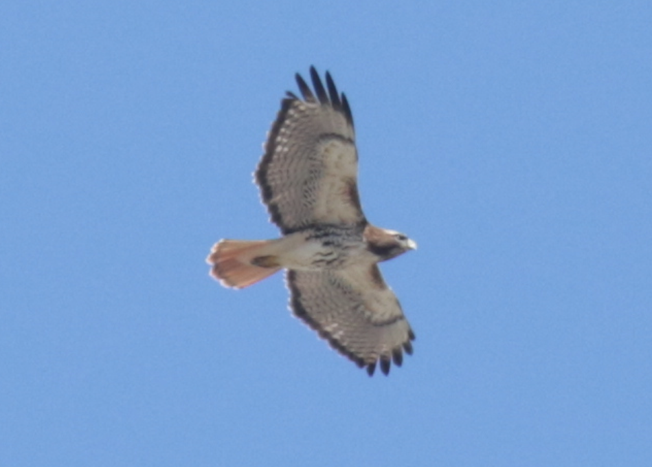 Red-tailed Hawk - ML152962691