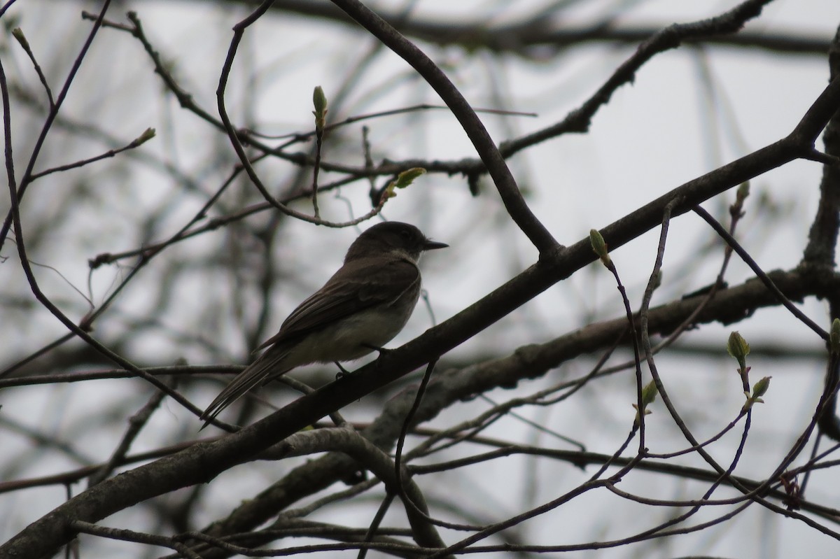 Eastern Phoebe - Jarvis Shirky