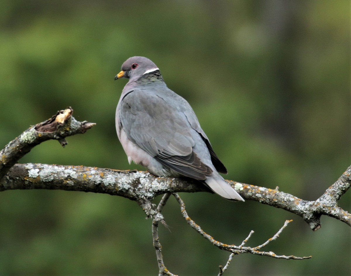 Band-tailed Pigeon - Yuning Wei