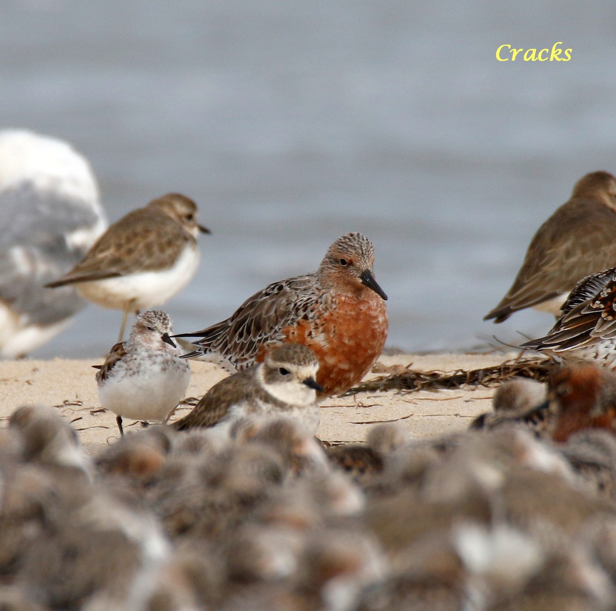 Red Knot - ML152964911