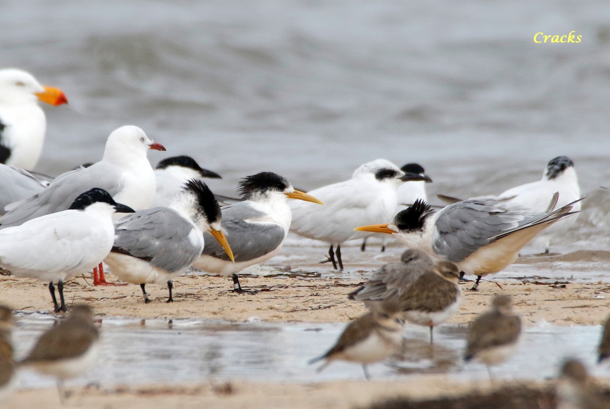 Great Crested Tern - ML152965021