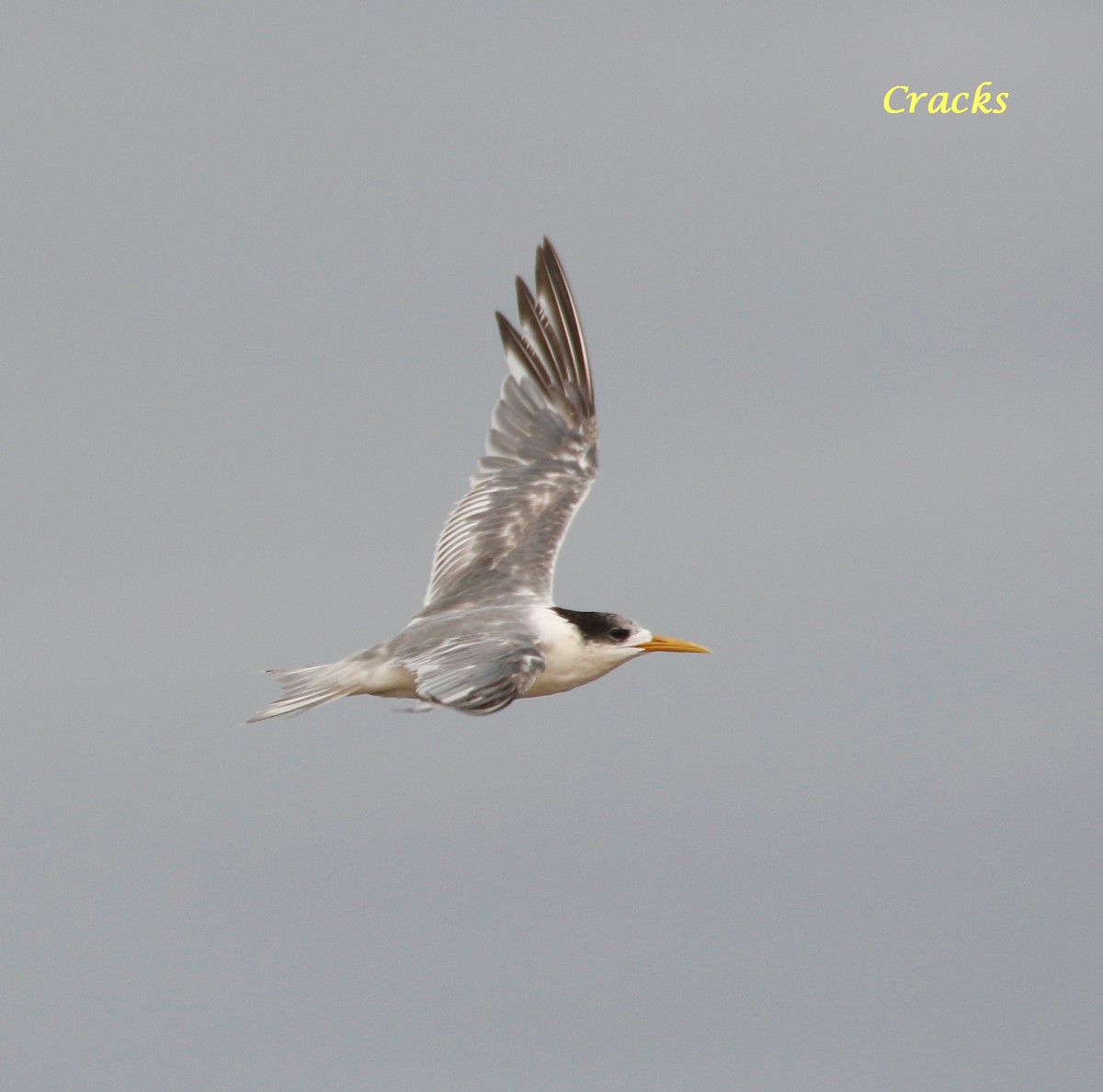 Great Crested Tern - ML152965041