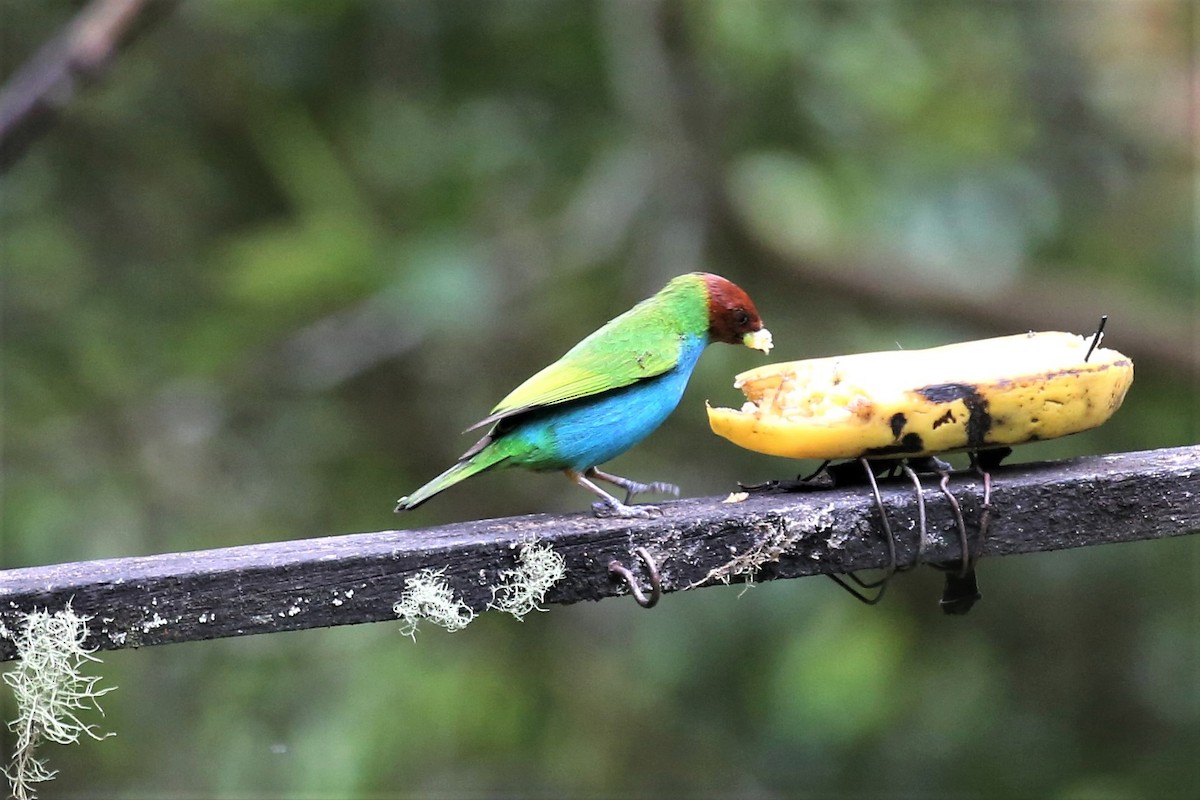 Bay-headed Tanager - ML152965081