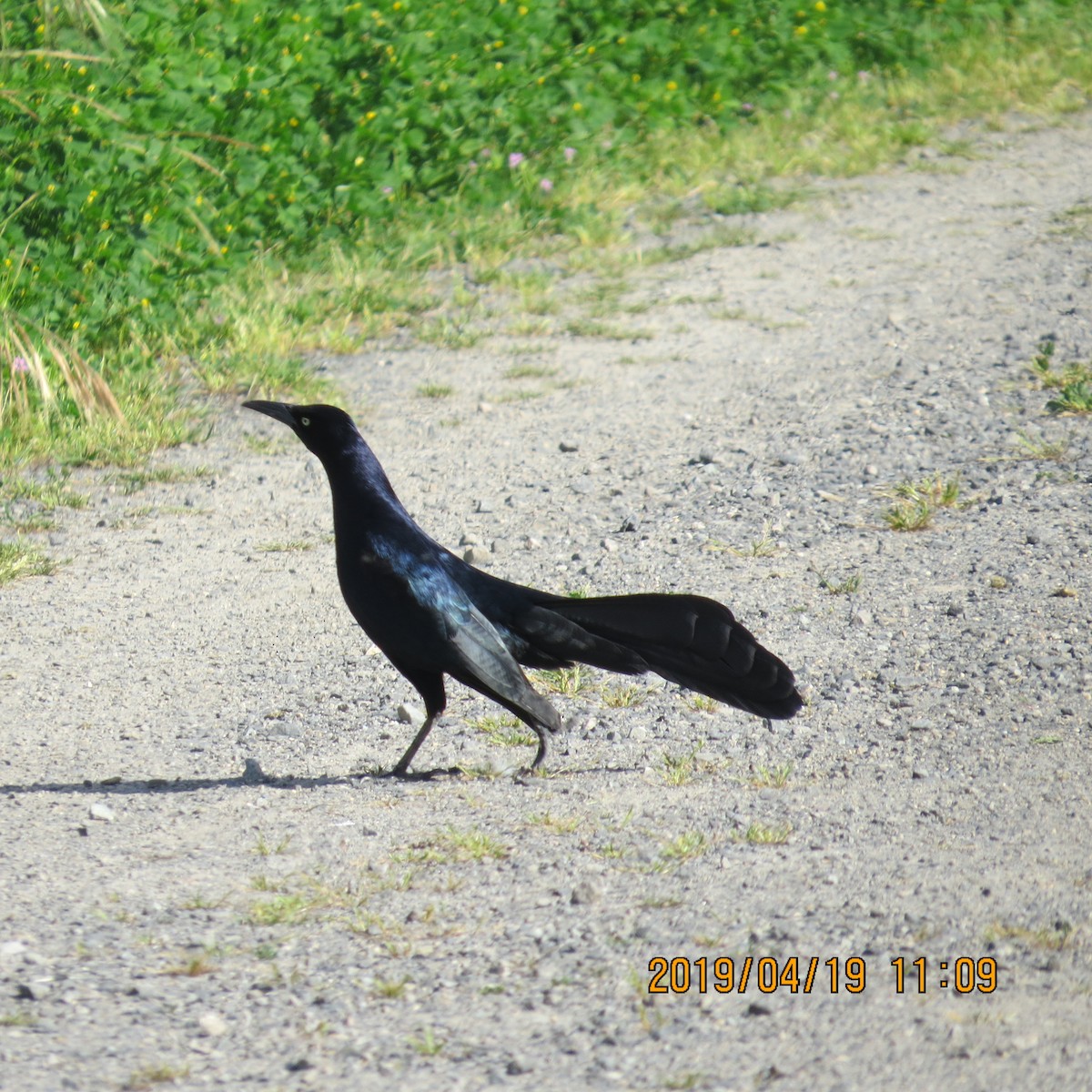 Great-tailed Grackle - Mookie Fudemberg