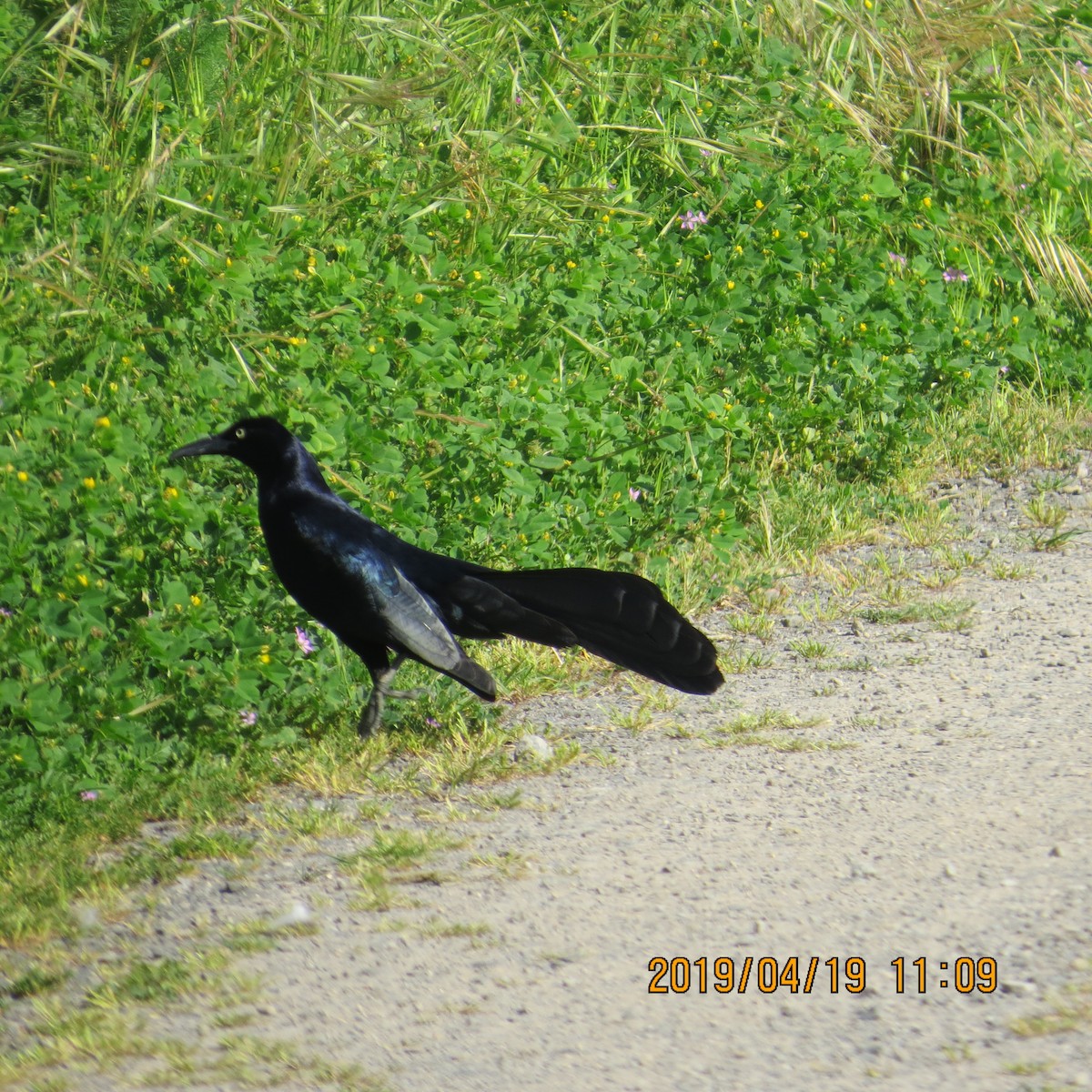 Great-tailed Grackle - ML152966591