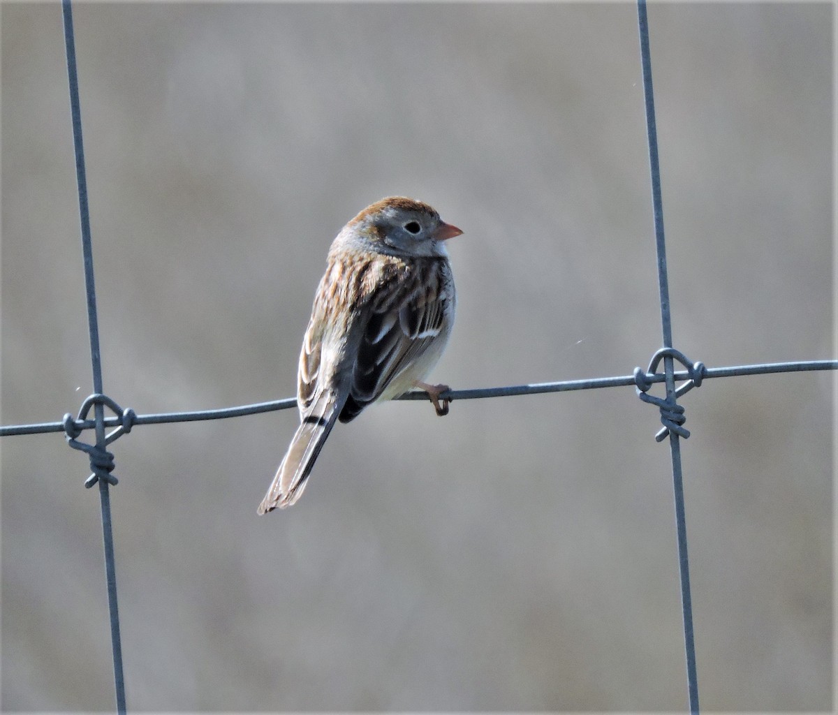 Field Sparrow - ML152967101