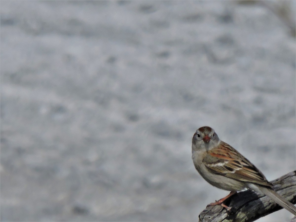 Field Sparrow - ML152967121