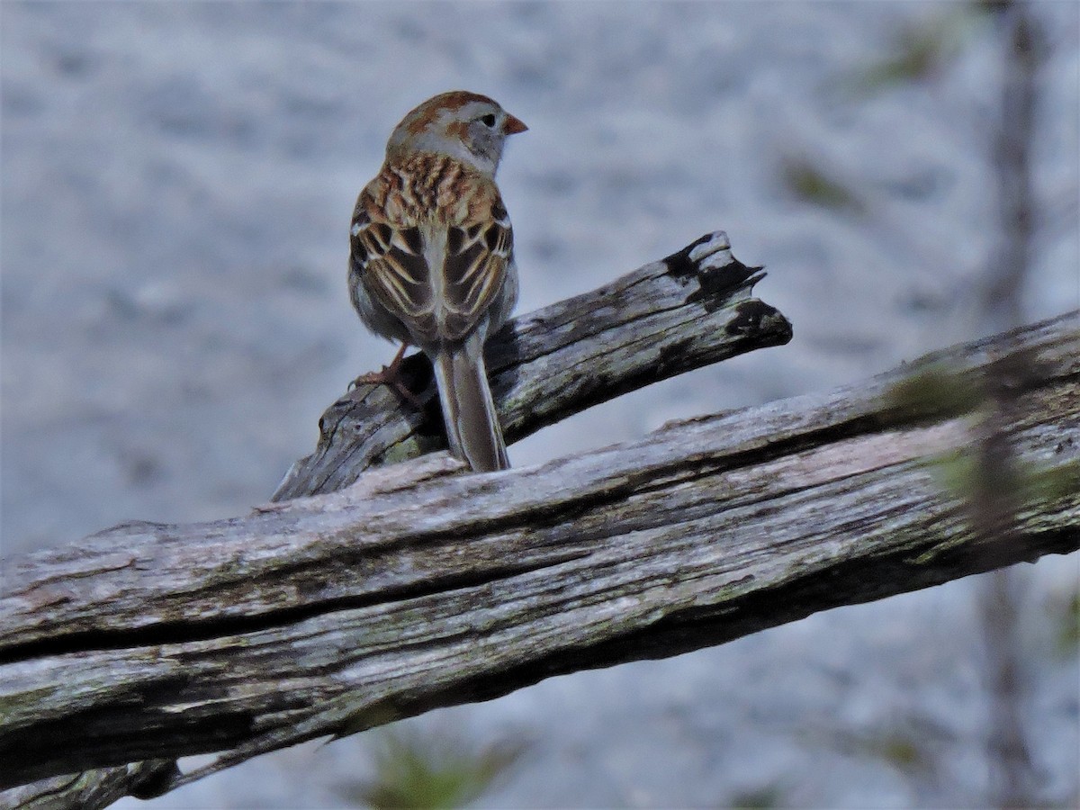 Field Sparrow - ML152967141