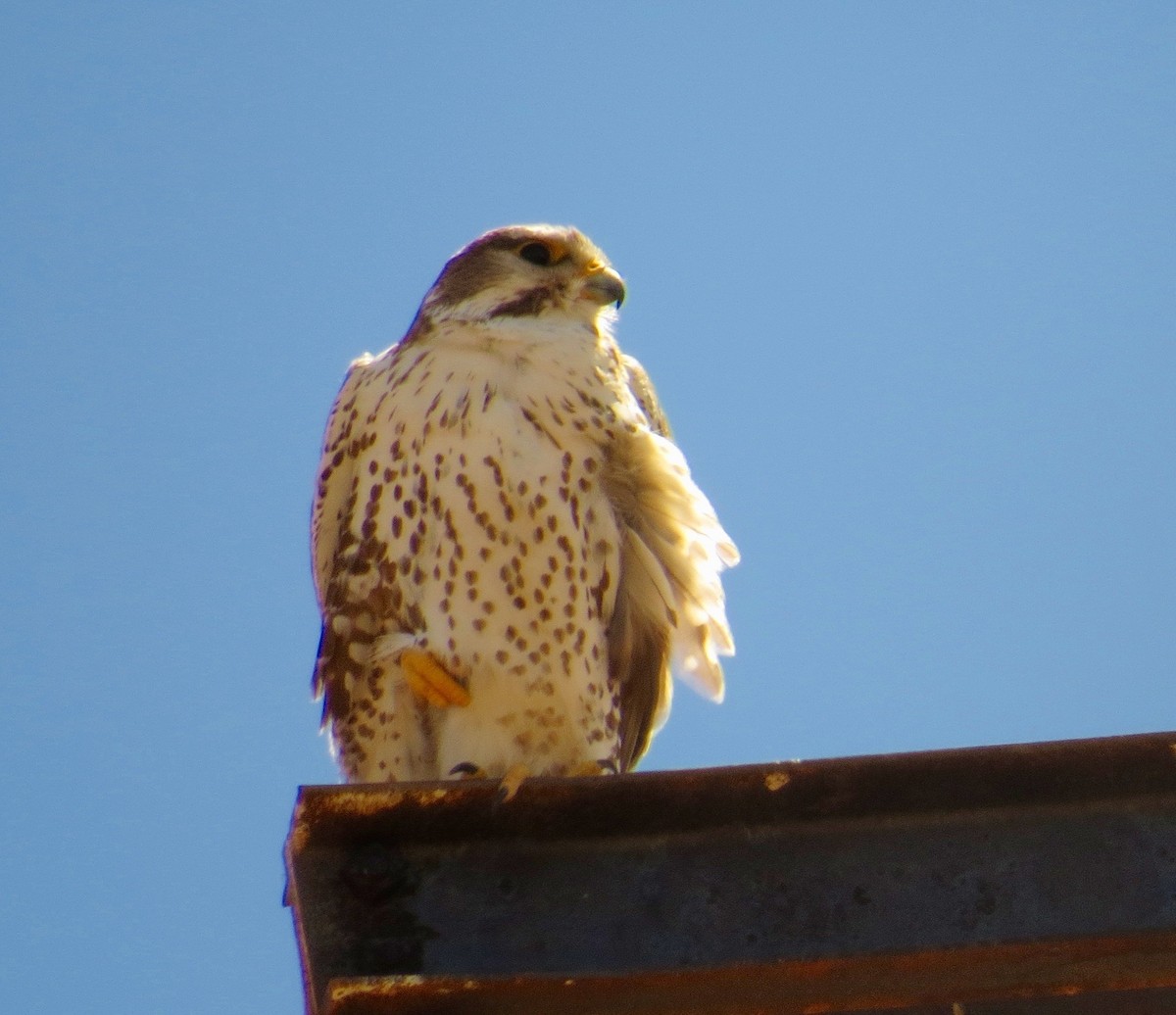Prairie Falcon - Petra Clayton