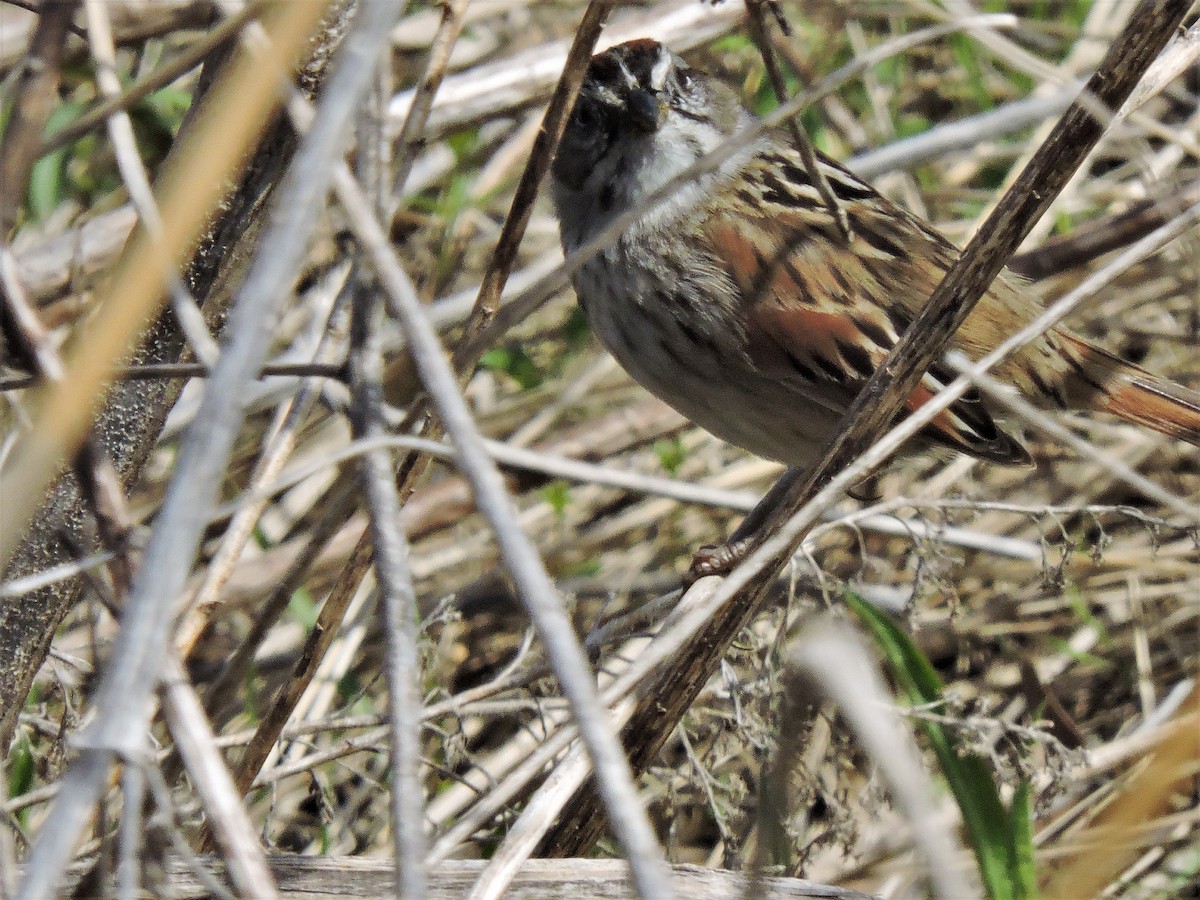 Swamp Sparrow - ML152967401