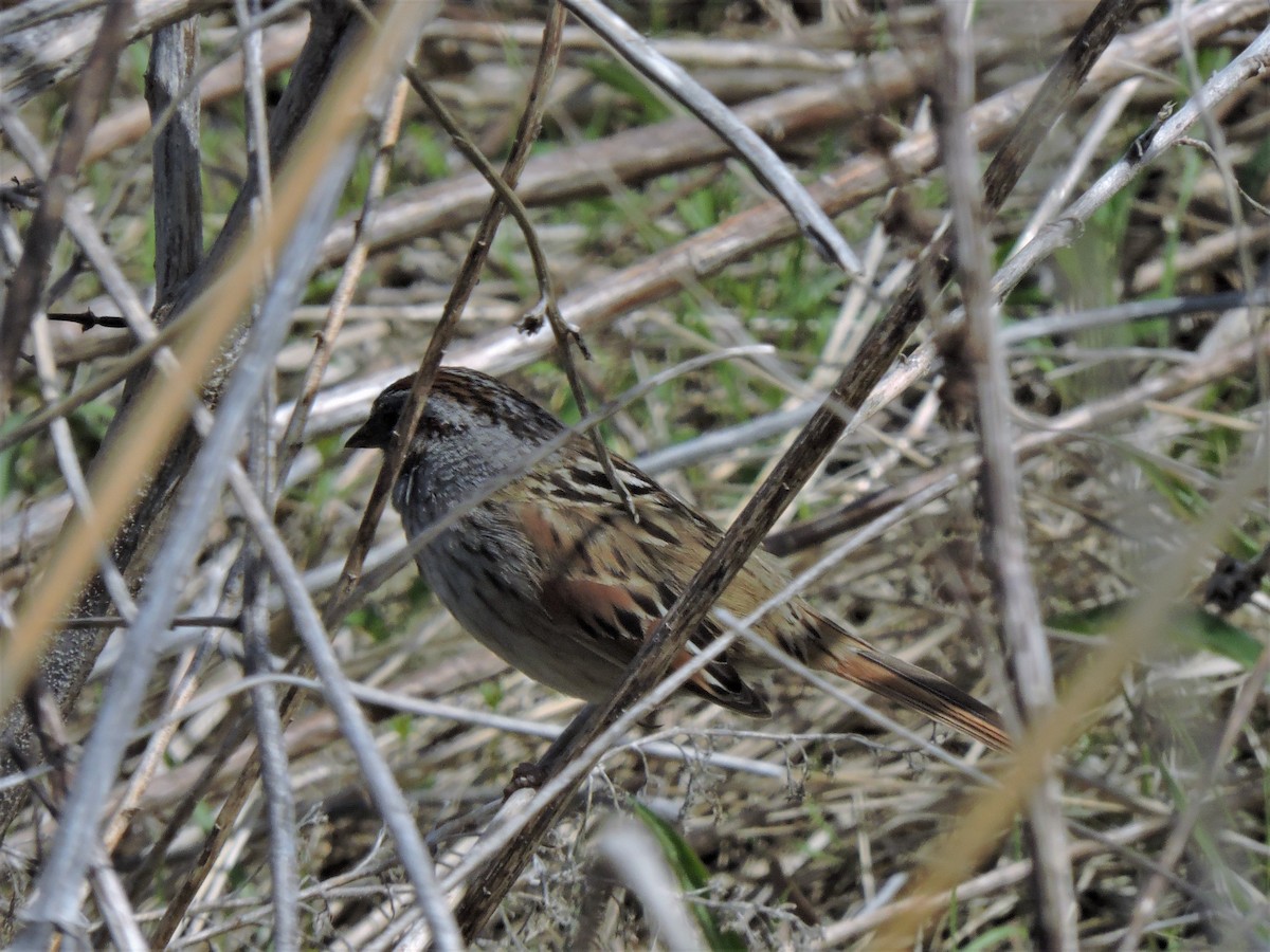 Swamp Sparrow - ML152967411