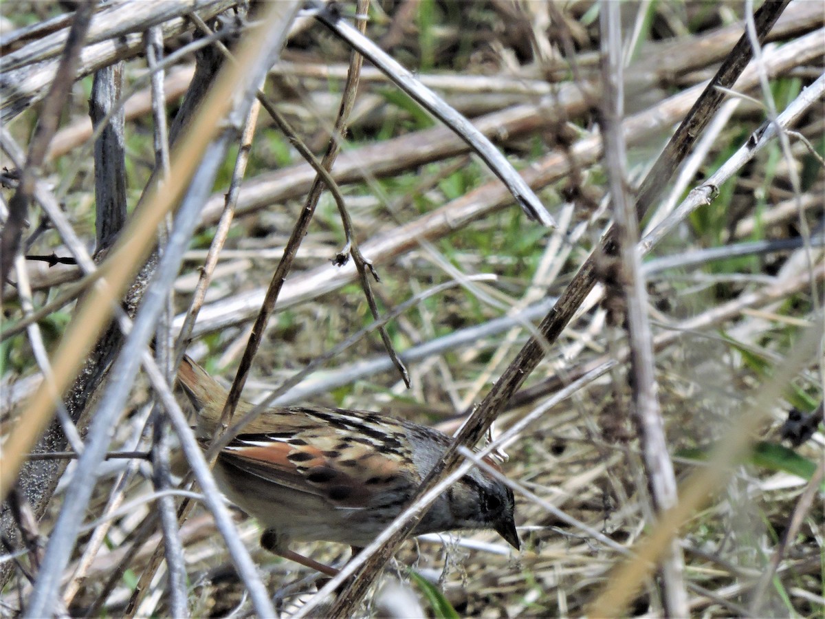 Swamp Sparrow - ML152967421