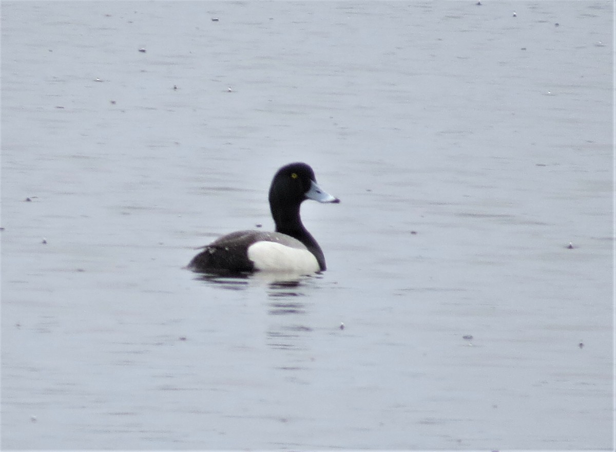 Greater Scaup - ML152967501