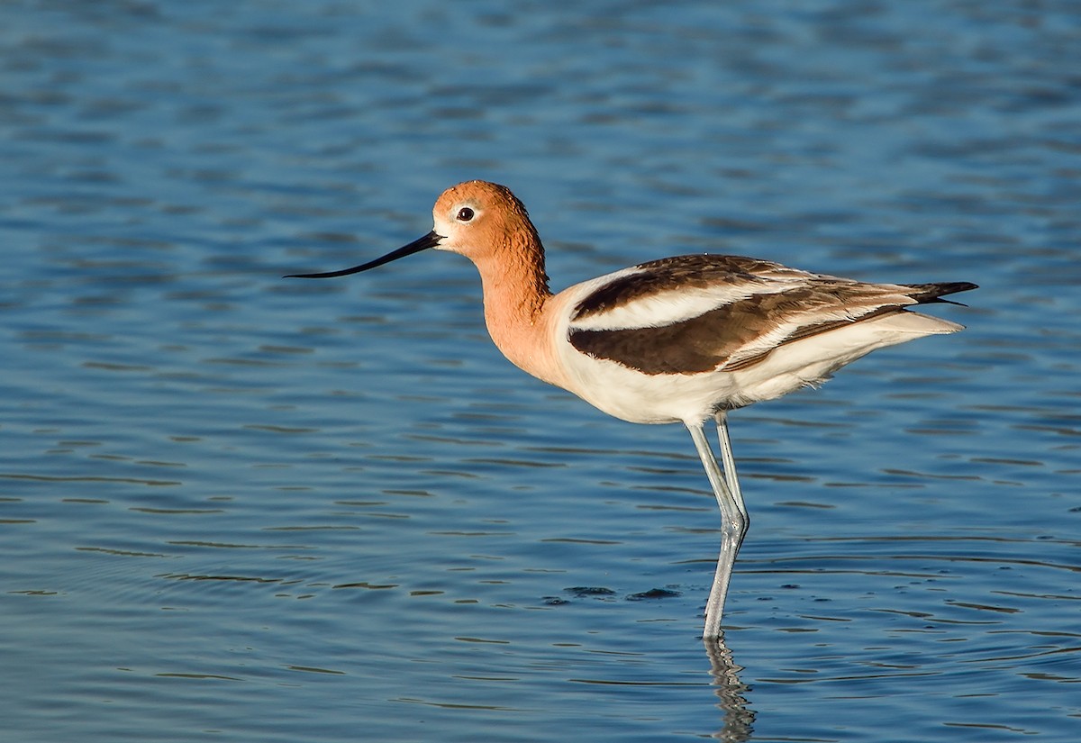 American Avocet - Jerry Ting