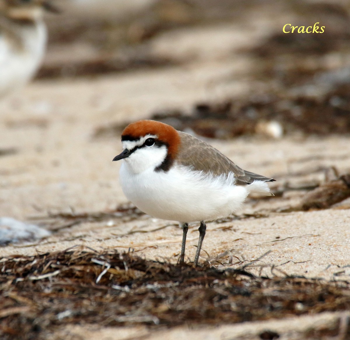 Red-capped Plover - ML152967581