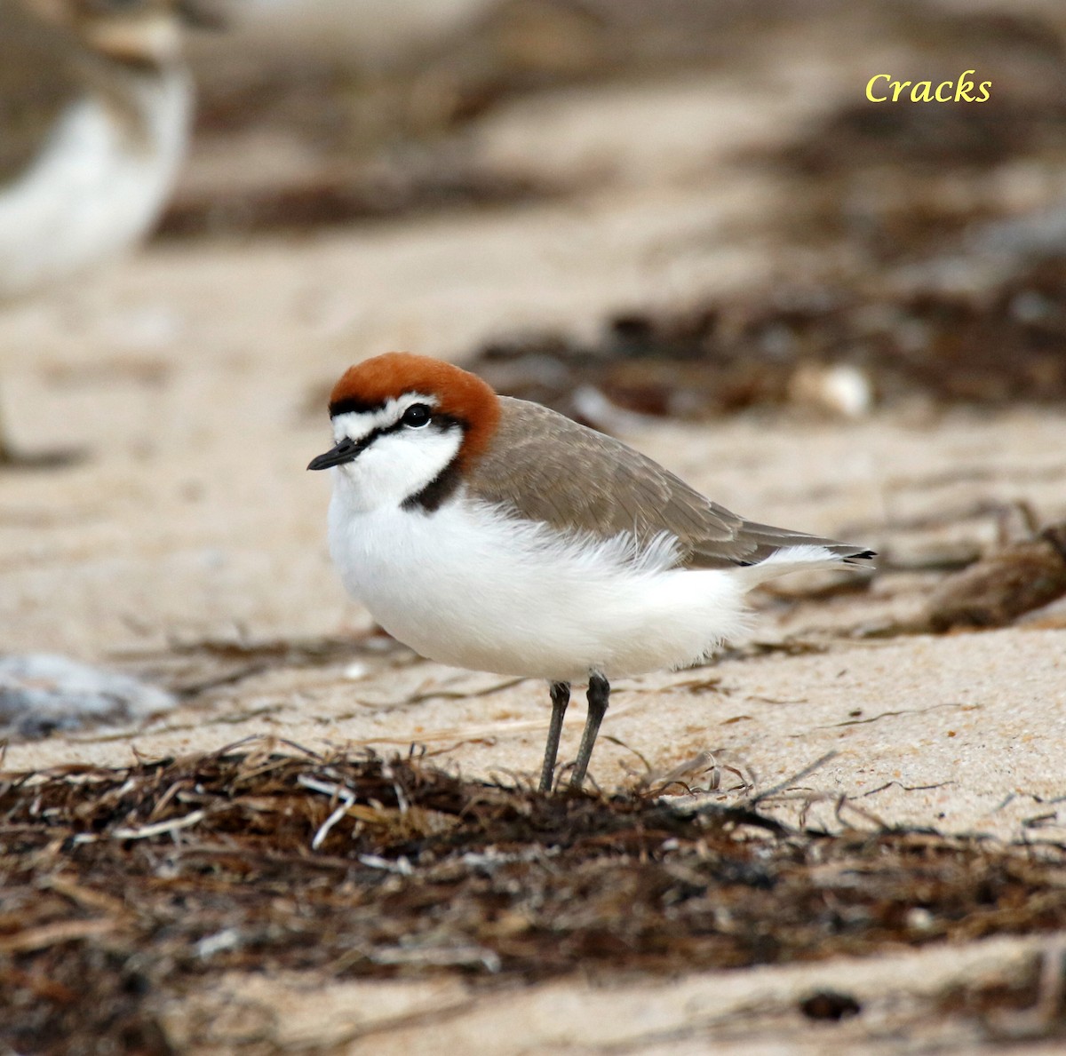Red-capped Plover - ML152967601