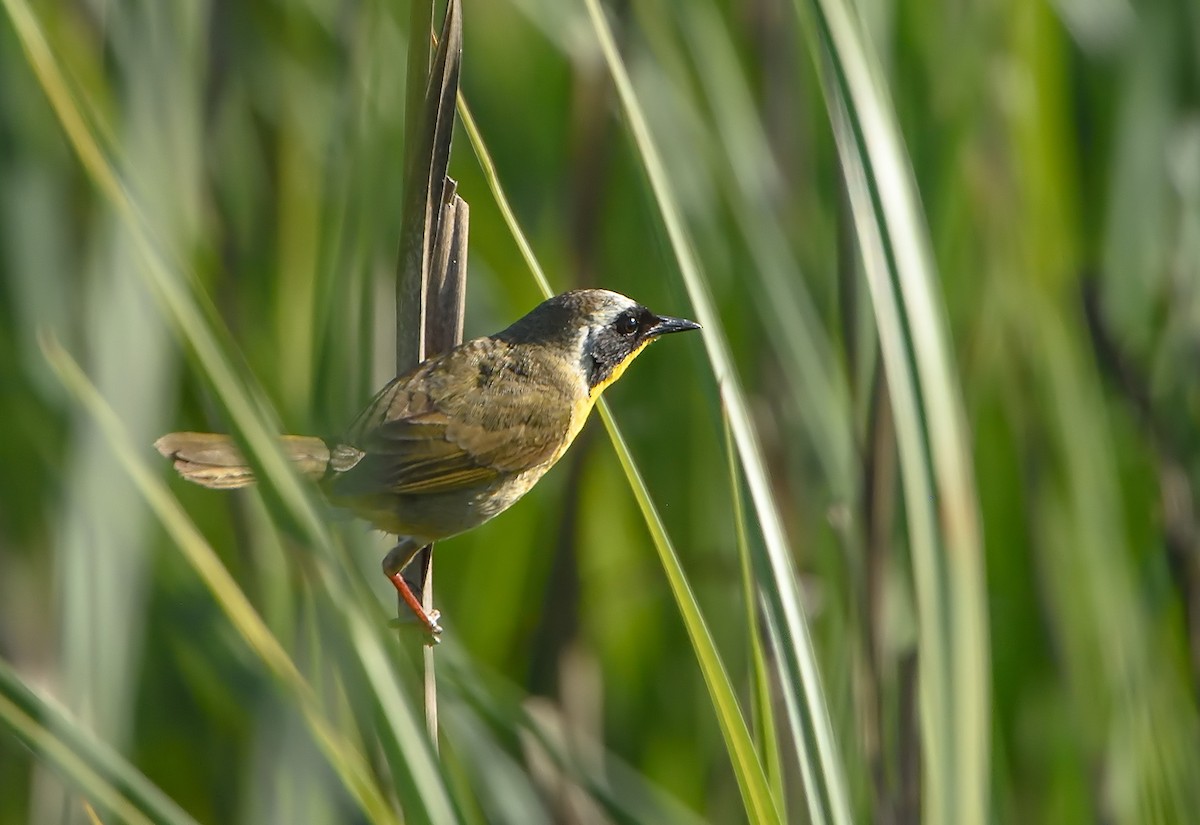 Common Yellowthroat - Jerry Ting