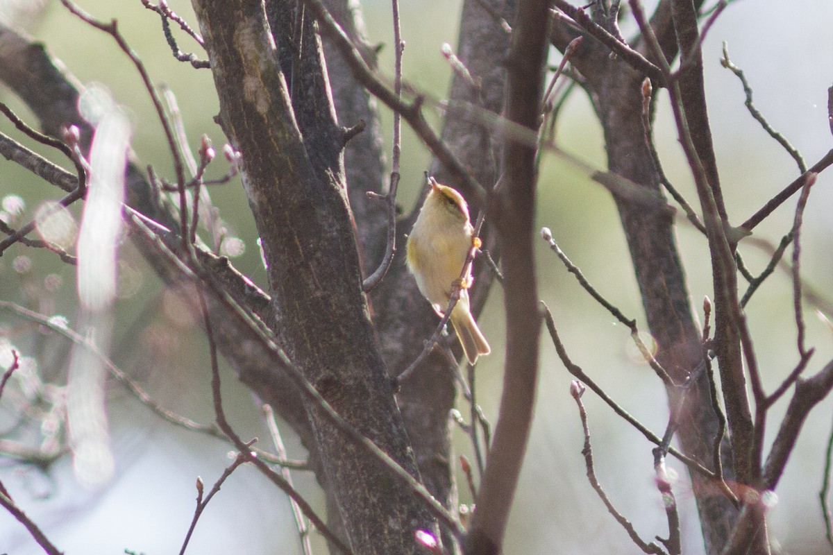 Yellow-browed Warbler - Henry Fandel