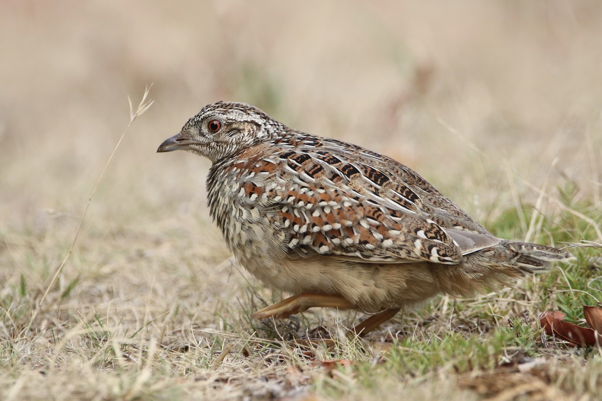 Painted Buttonquail - Indra Bone
