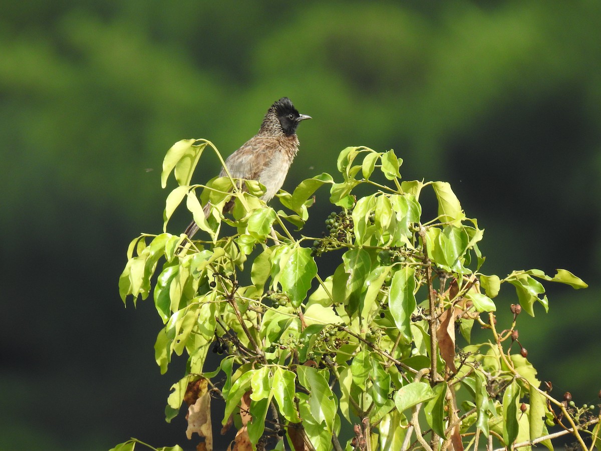 Red-vented Bulbul - ML152969131