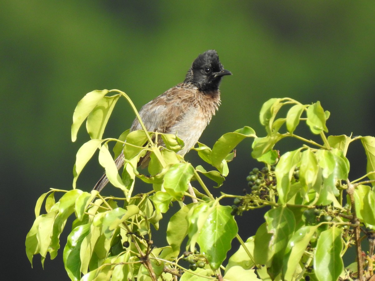 Red-vented Bulbul - ML152969141
