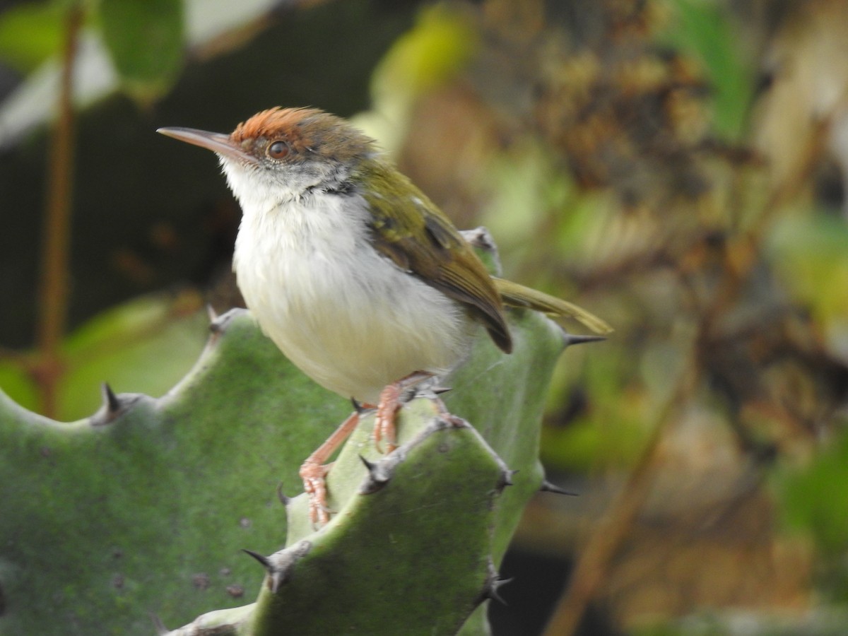 Common Tailorbird - KARTHIKEYAN R
