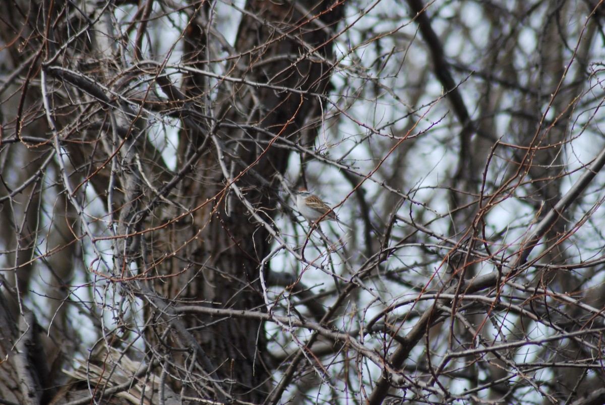Chipping Sparrow - ML152969891