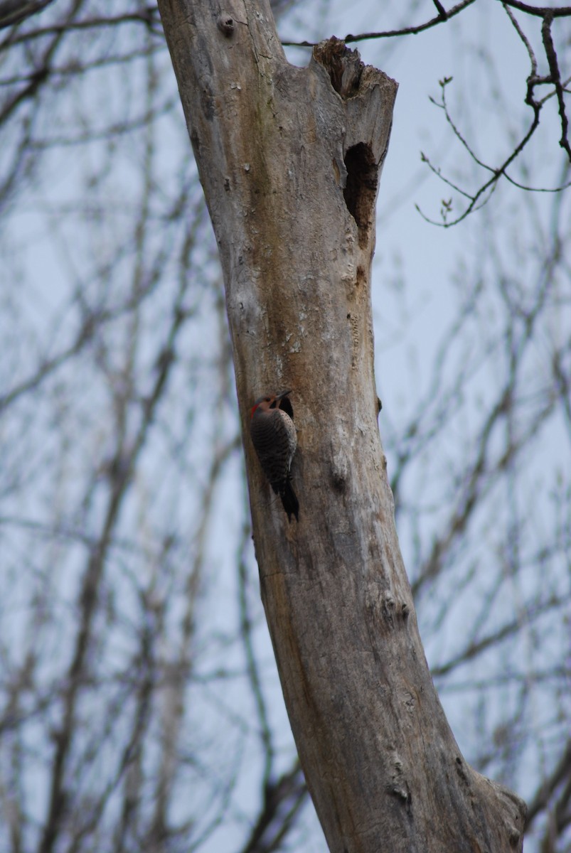 Northern Flicker (Yellow-shafted) - ML152970231