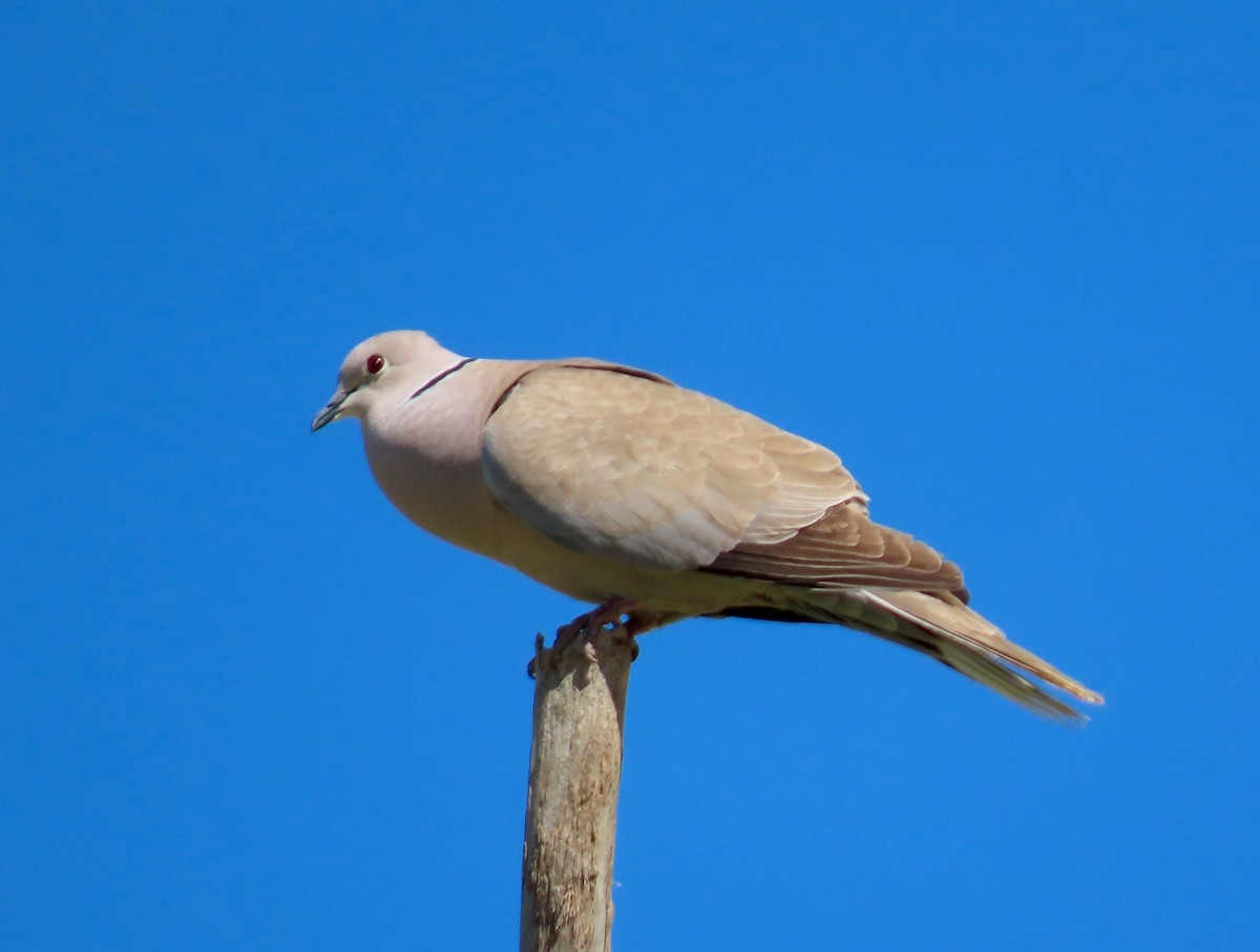 Eurasian Collared-Dove - ML152972351