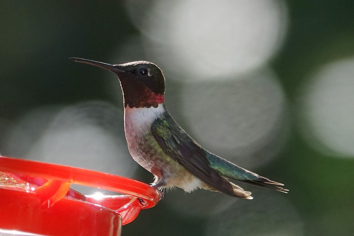 Ruby-throated Hummingbird - Jane Mann