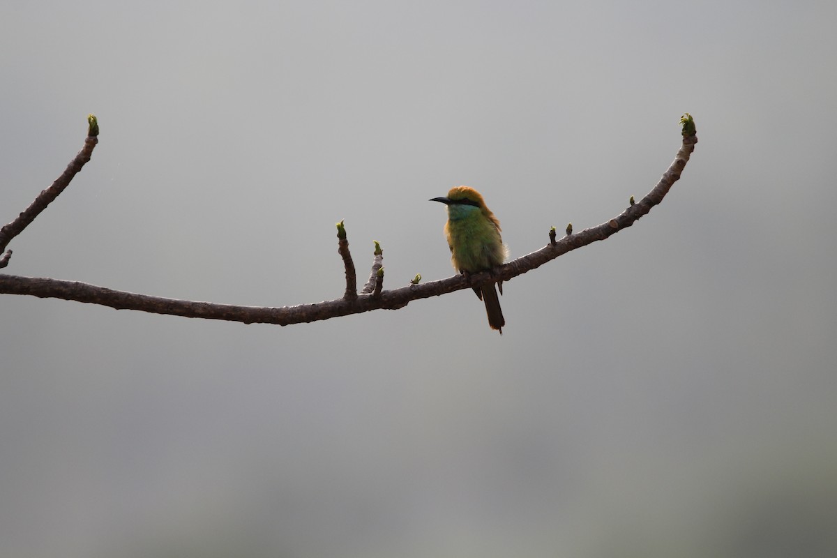 Asian Green Bee-eater - ML152972831