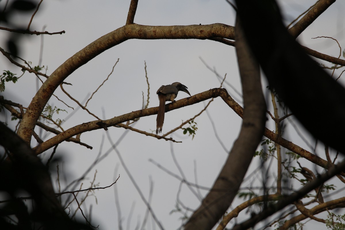 Indian Gray Hornbill - ML152972891