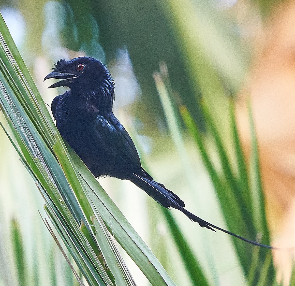 Greater Racket-tailed Drongo - Steven Cheong