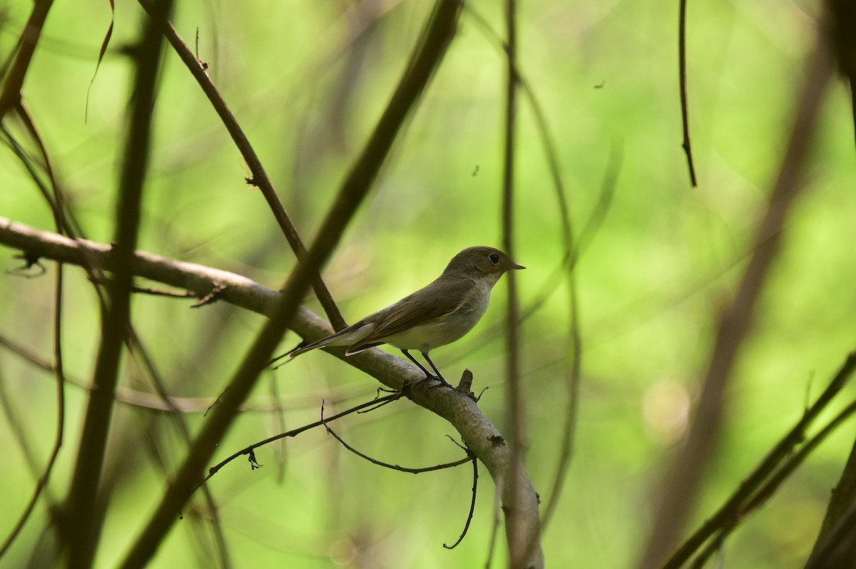 Red-breasted Flycatcher - ML152974461