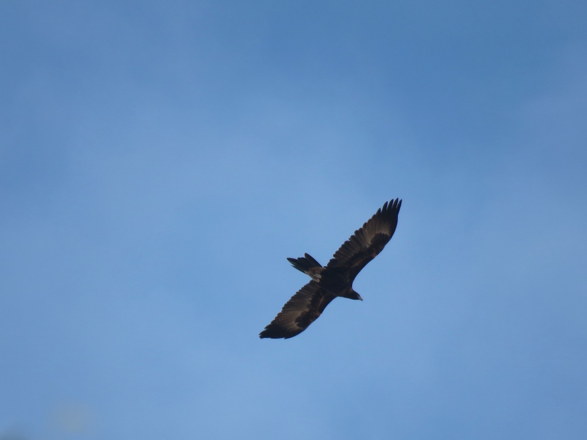 Wedge-tailed Eagle - ML152975281