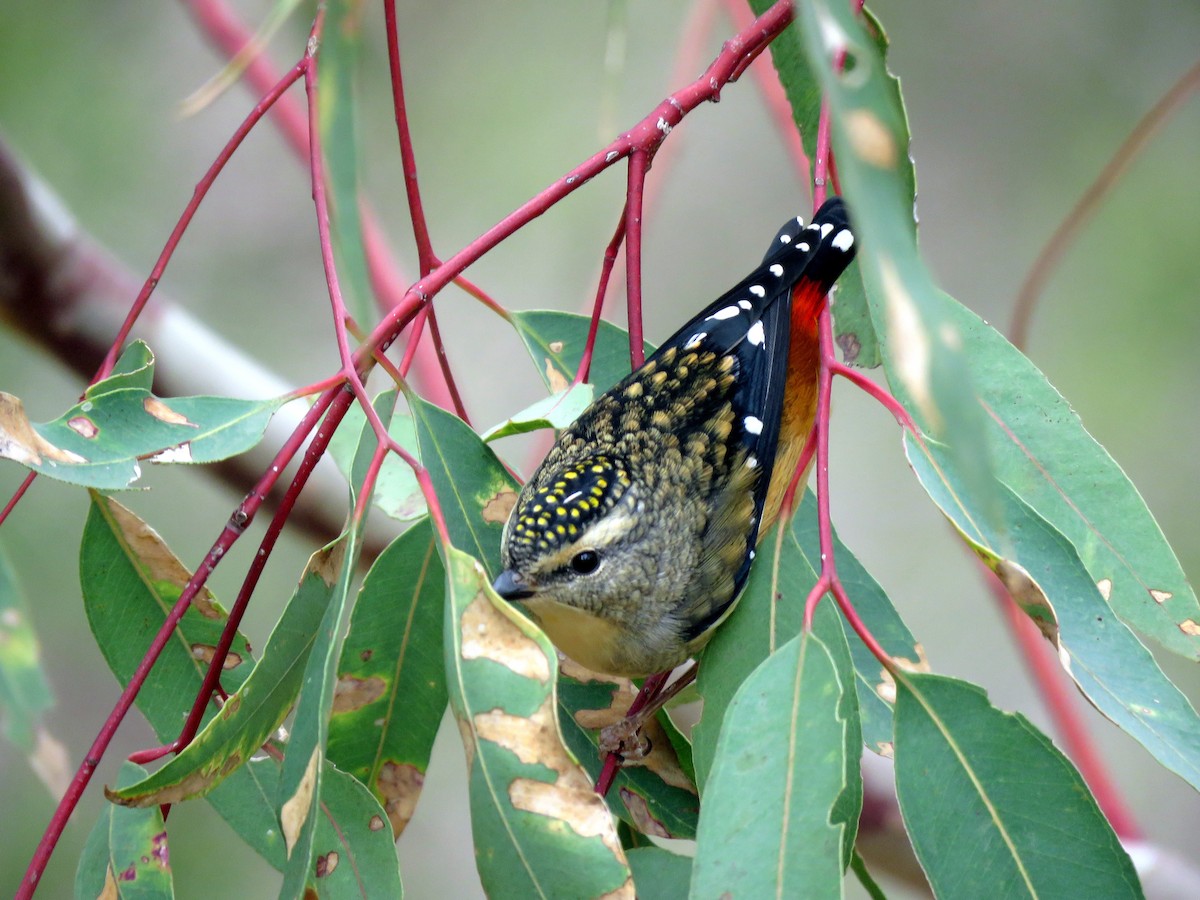 Spotted Pardalote - ML152975321