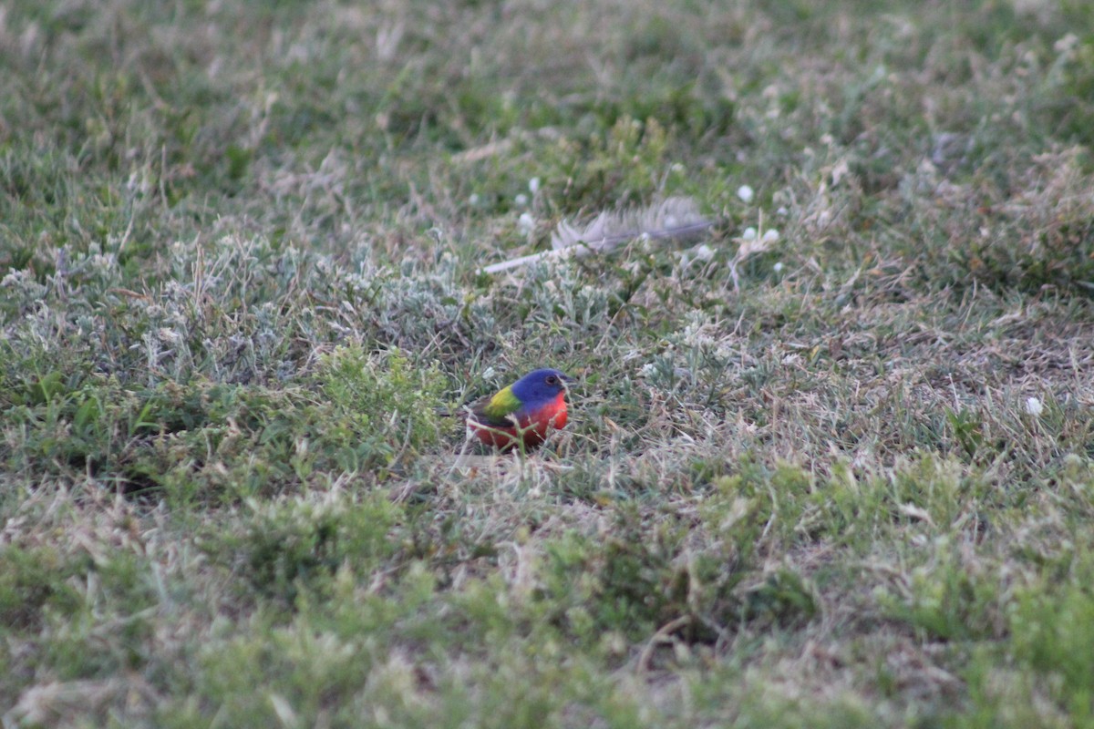 Painted Bunting - Carl Shavers