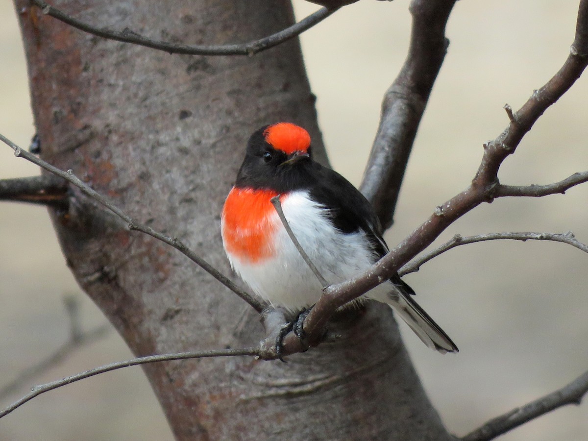 Red-capped Robin - ML152975461
