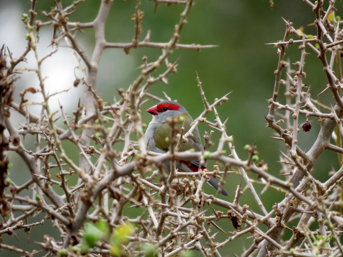 Red-browed Firetail - ML152975501