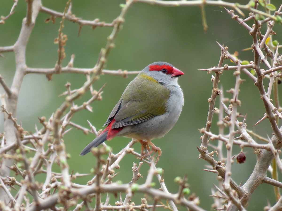 Red-browed Firetail - Michael  Livingston