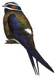 Whiskered Treeswift Illustration