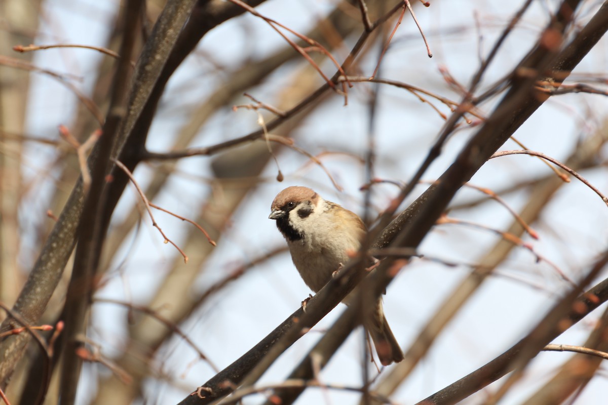 Eurasian Tree Sparrow - Николай Матюхин