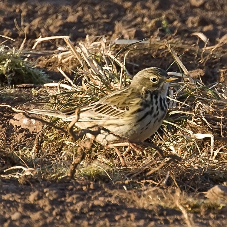 Meadow Pipit - ML152976111